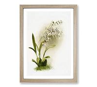 Magnolia Flowers Illustration Tab. 44 by Frederick Sander Framed Print | A2 Oak Framed Wall Art | Ready to Hang | Modern Floral Picture | Living Room Bedroom Lounge Office