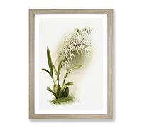 Magnolia Flowers Illustration Tab. 44 By Frederick Sander Vintage Framed Print | A4 Oak Framed Wall Art | Ready to Hang | Classic Floral Picture | Living Room Bedroom Lounge Office