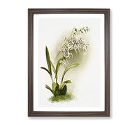 Magnolia Flowers Illustration Tab. 44 By Frederick Sander Vintage Framed Print | A4 Walnut Framed Wall Art | Ready to Hang | Classic Floral Picture | Living Room Bedroom Lounge Office