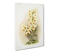 Magnolia Flowers Illustration Tab.63 By Frederick Sander Vintage Canvas Wall Art Print Ready to Hang, Framed Picture for Living Room Bedroom Home Office Décor, 24x16 Inch (60x40 cm)