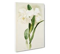 Magnolia Flowers Illustration Tab. 64 by Frederick Sander Canvas Print | Gallery Wrapped 30mm Frame Wall Art | 30x20 inches | Ready to Hang | Modern Floral Picture | Living Room Bedroom Lounge Office