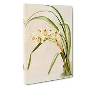 Magnolia Flowers Illustration Tab. 75 by Frederick Sander Canvas Print for Living Room Bedroom Home Office Décor, Wall Art Picture Ready to Hang, 30 x 20 Inch (76 x 50 cm)