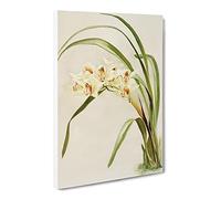 Magnolia Flowers Illustration Tab. 75 By Frederick Sander Vintage Canvas Wall Art Print Ready to Hang, Framed Picture for Living Room Bedroom Home Office Décor, 20x14 Inch (50x35 cm)