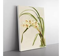 Magnolia Flowers Illustration Tab. 75 By Frederick Sander Vintage Canvas Wall Art Print Ready to Hang, Framed Picture for Living Room Bedroom Home Office Décor, 60x40 cm (24x16 Inch)