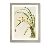 Magnolia Flowers Illustration Tab. 75 By Frederick Sander Vintage Framed Wall Art Print, Ready to Hang Picture for Living Room Bedroom Home Office Décor, Oak A4 (34 x 25 cm)