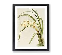 Magnolia Flowers Illustration Tab. 75 By Frederick Sander Vintage Framed Wall Art Print, Ready to Hang Picture for Living Room Bedroom Home Office Décor, Black A3 (34 x 46 cm)