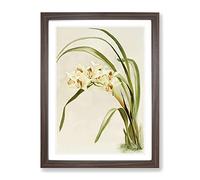 Magnolia Flowers Illustration Tab. 75 By Frederick Sander Vintage Framed Wall Art Print, Ready to Hang Picture for Living Room Bedroom Home Office Décor, Walnut A2 (64 x 46 cm)