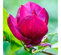Magnolia 'Genie' | Purple Tulip Magnolia Tree | Ornamental Tree | 5-6Ft