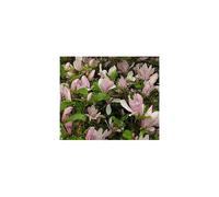 Magnolia George Henry Kern Tree 3-4ft Supplied in a 3 Litre Pot