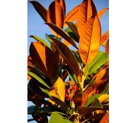 Magnolia Grandiflora Evergreen Magnolia Tree Large 2-3ft Tall in a 3 Litre Pot Direct Plants Multi One Size