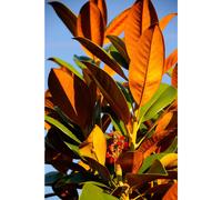 Magnolia Grandiflora Evergreen Magnolia Tree Large 4ft Tall in a 3 Litre Pot