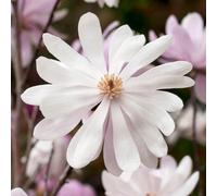 Magnolia Merrill - Elegant Flowering Tree For Serene Outdoor Gardens - Uk Plant (20-30Cm Height Including Pot)