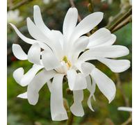 Magnolia Royal Star Hardy Deciduous Outdoor Garden Ready Shrub in 9cm Plant Pot