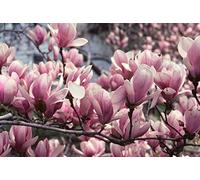 Magnolia Soulangeana Plant Tree 100cm Tall Large in a 3 Litre Pot Direct Plants White One Size