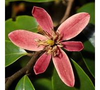 Magnolia 'Stellar Ruby' 9cm Plant x 2. Hybrid Spring-Autumn Pink-ruby flowers with a fruity fragrance! Available from Bedwen Plants
