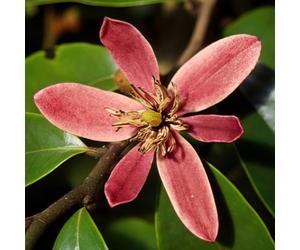 Magnolia 'Stellar Ruby' 9cm Plant x 2. Hybrid Spring-Autumn Pink-ruby flowers with a fruity fragrance! Available from Bedwen Plants
