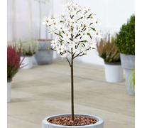 Magnolia Stellata Patio Tree (3L, 2-3ft)