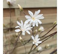 Magnolia stellata Standard Tree | Star Magnolia 90-100cm