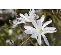 Magnolia Trio Collections: Hardy Shrub Magnolia Susan 9cm/One