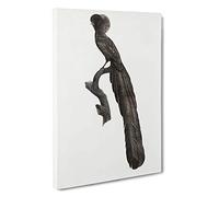 Magpie Bird of Paradise by Jacques Barraband Canvas Print | Gallery Wrapped 30mm Frame Wall Art | 30x20 inches | Ready to Hang | Modern Animals Picture | Living Room Bedroom Lounge Office