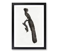 Magpie Bird of Paradise by Jacques Barraband Framed Print | A2 Black Framed Wall Art | Ready to Hang | Modern Nature Picture | Living Room Bedroom Lounge Office