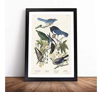 Magpie Crow Jay Birds by John James Audubon Framed Wall Art Print A2 Black | Ready to Hang, Satin Fine Art Paper, Fade-Resistant Inks, Acrylic Glazing, Securely Packaged, Made in the UK