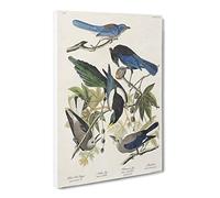 Magpie, Crow & Jay Birds By John James Audubon Vintage Canvas Wall Art Print Ready to Hang, Framed Picture for Living Room Bedroom Home Office Décor, 30x20 Inch (76x50 cm)