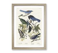 Magpie, Crow & Jay Birds By John James Audubon Vintage Framed Wall Art Print, Ready to Hang Picture for Living Room Bedroom Home Office Décor, Oak A3 (34 x 46 cm)