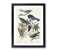 Magpie, Crow & Jay Birds By John James Audubon Vintage Framed Wall Art Print, Ready to Hang Picture for Living Room Bedroom Home Office Décor, Black A3 (34 x 46 cm)