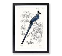 Magpie-Jay Bird by Charles d' Orbigny Framed Print | A2 Black Framed Wall Art | Ready to Hang | Modern Nature Picture | Living Room Bedroom Lounge Office