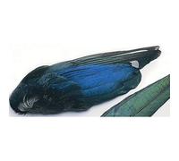 Magpie Wings, Fly Tying Feathers, For Making Trout Flies, Hackles for Flies