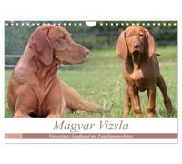 Magyar Vizsla - Versatile hunting dog with family connection UK-Version (Wall Calendar 2026 DIN A4 Landscape), CALVENDO 12 Month Wall Calendar
