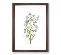Mahogany Tree Flowers Illustration Framed Print | A2 Walnut Framed Wall Art | Ready to Hang | Modern Floral Picture | Living Room Bedroom Lounge Office