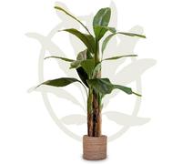 Maia Shop Artificial Banana Tree, 150 Cm For Home And Office Decoration