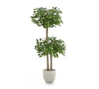 Maia Shop | Ficus Artificial | Decorative Artificial Plants | Artificial Tree | 2 Cups | Measurements: 1750 x 80 cm | Realistic Artificial Plant | Decoration