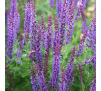 Mainacht Salvia Sage Perennials Flowering Plants Salvia × Sylvestris 2L Pot Plant Theory Green One Size