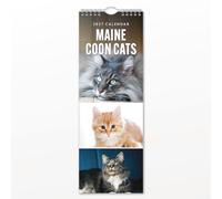 Maine Coon Cats - 2027 Slim Wall Calendar- By Red Robin Publishing