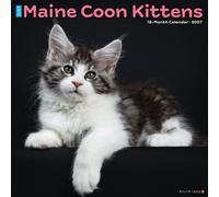 Maine Coon Kittens 2027 Wall