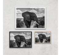 Majestic Elephant Giclee Art Print - A3 - White Frame