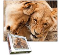 Majestic King Lions Lioness 1000 Piece Jigsaw Puzzle for Adults | Breathtaking African Wildlife Scene | Unique & Challenging Jigsaw for Nature & Animal Lovers Size 50 x 66 CM
