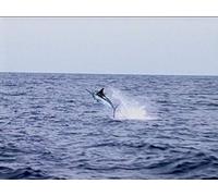 Majestic Marlin in the East Cape