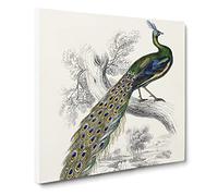Majestic Peacock by Sir William Jardine Canvas Print | Gallery Wrapped 30mm Frame Wall Art | 14x14 inches | Ready to Hang | Modern Picture | Living Room Bedroom Lounge Office