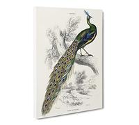Majestic Peacock By Sir William Jardine Canvas Print | Gallery Wrapped 30mm Frame Wall Art | 30x20 inches | Ready to Hang | Retro Picture | Living Room Bedroom Lounge Office