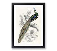 Majestic Peacock by Sir William Jardine Framed Print | A2 Black Framed Wall Art | Ready to Hang | Modern Animal Picture | Living Room Bedroom Lounge Office