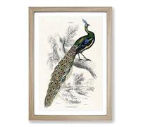 Majestic Peacock by Sir William Jardine Framed Print | A2 Oak Framed Wall Art | Ready to Hang | Modern Animal Picture | Living Room Bedroom Lounge Office