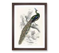 Majestic Peacock by Sir William Jardine Framed Print | A2 Walnut Framed Wall Art | Ready to Hang | Modern Animal Picture | Living Room Bedroom Lounge Office
