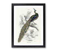 Majestic Peacock By Sir William Jardine Vintage Framed Print | A4 Black Framed Wall Art | Ready to Hang | Classic Animal Picture | Living Room Bedroom Lounge Office