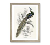 Majestic Peacock By Sir William Jardine Vintage Framed Print | A4 Oak Framed Wall Art | Ready to Hang | Classic Animal Picture | Living Room Bedroom Lounge Office