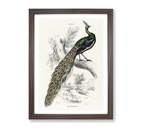 Majestic Peacock By Sir William Jardine Vintage Framed Print | A4 Walnut Framed Wall Art | Ready to Hang | Classic Animal Picture | Living Room Bedroom Lounge Office