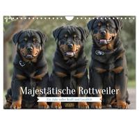 Majestic Rottweilers: A year of strength and loyalty UK-Version (Wall Calendar 2026 DIN A4 Landscape), CALVENDO 12 Month Wall Calendar